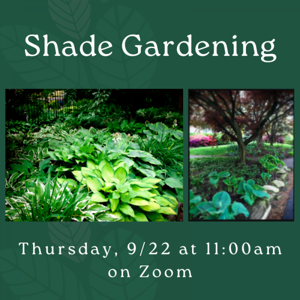 Shade gardening