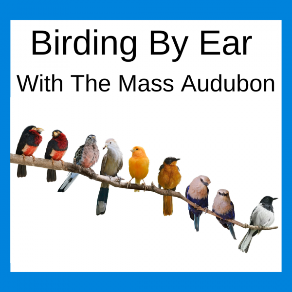 Birding by ear