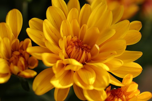 Image for event: All About Chrysanthemums with Ila Cox 