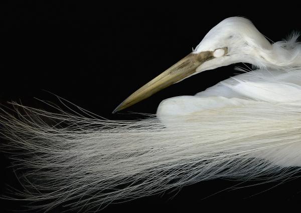 Great Egret, Western Foundation of Vertebrate Zoology